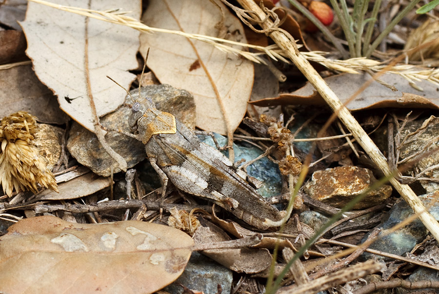 Oedipoda caerulescens